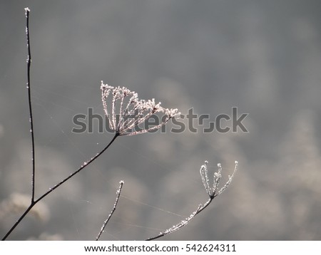 Frozen macro of a flower 