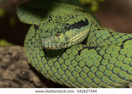 a close up of a green snake