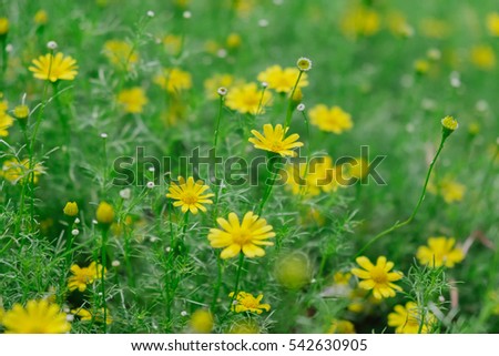 Close up little yellow star flower in the garden with burred green background, Melampodium divaricatum