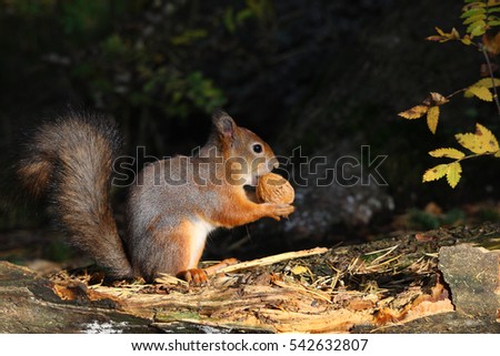 European red squirrel