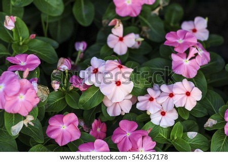 Beautiful pink vinca flowers in the garden