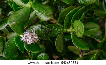 Macro \view to the cluster of star-like pink flower and un-blown buds of Crassula Ovata (succulent, jade plant, friendship tree, lucky plant, or money tree). Leaves of plant with water drops.
