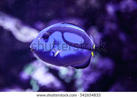 a blue fish in the aquarium