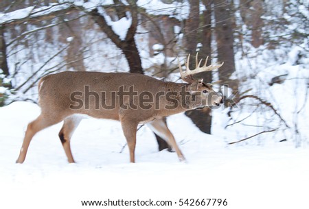 White-tailed deer buck walking and sniffing the air in the winter rut in Canada