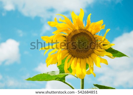 Yellow sunflower bloom, close up, against blue cloudy sky over it