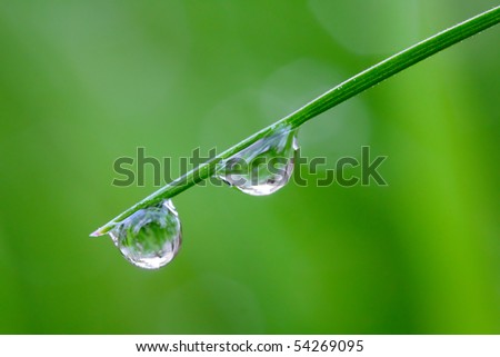 Fresh grass with dew drops - close up. Conceptual image - purity metaphor.