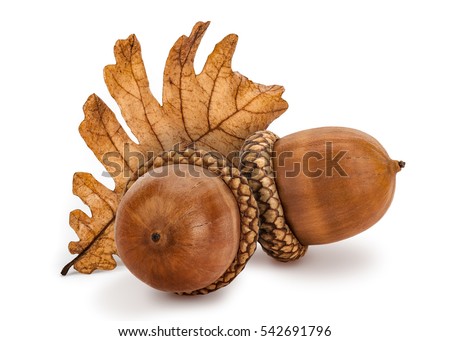 Dried acorns with oak leaf isolated on white. Royalty-Free Stock Photo #542691796