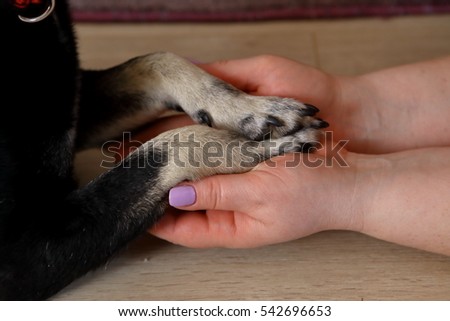 
Dog paw in the hands of man