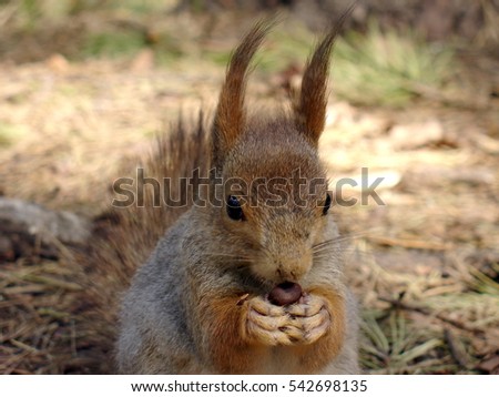 Cute squirrel with nut sits on the ground in forest