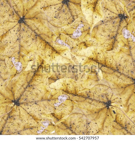 
Background texture of colorful dried leaves