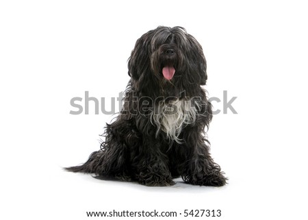 black small Sheepdog looking funny