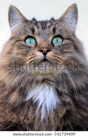 A pretty norwegian forest cat with green turquoise eyes