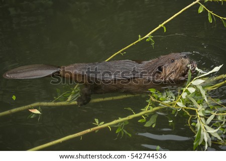 Eurasian beaver (Castor fiber) . Royalty-Free Stock Photo #542744536