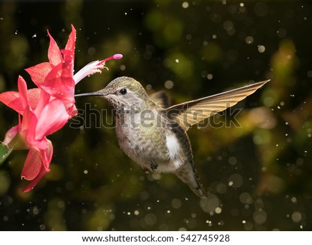 Female hummingbird visits flower in snow storm. Photo taken during the winter storm on Dec 8th.