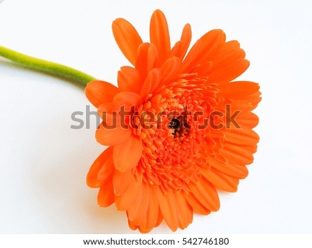 Orange Gerbera Daisy (Africa daisy flower) , isolated on White Background