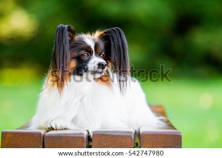 Continental spaniel, phalene, small dog, Papillon