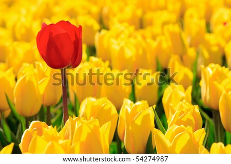 Yellow tulips and one red Royalty-Free Stock Photo #54274987