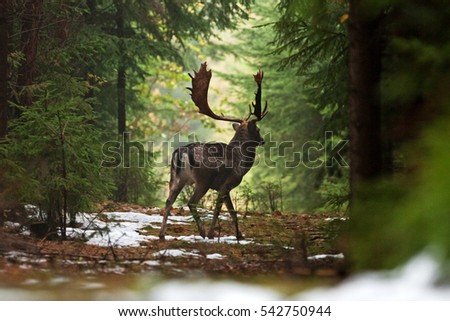 fallow deer, dama dama, czech republic
