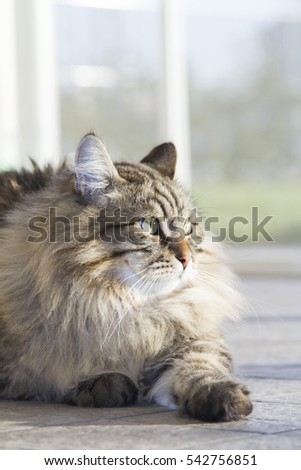 long haired cat of siberian breed, brown tabby
