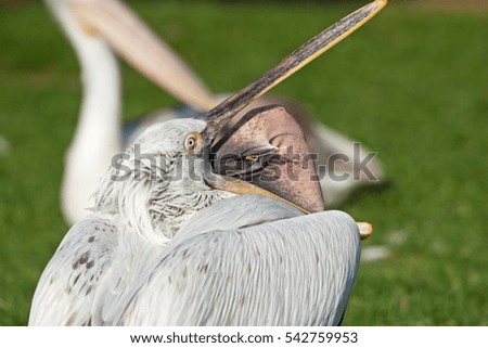 great white pelican, pelecanus onocrotalus