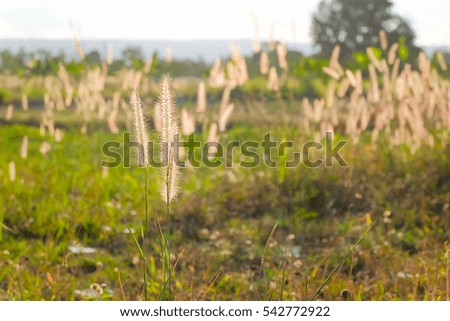 a selective focus picture of grass flowers in the morning sunshine 