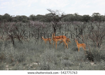 huge family  herd impala grazing in the field  at the Etosha Park, Namibia, South Africa