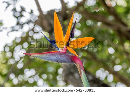 Bird of paradise flower in Honolulu, Hawaii