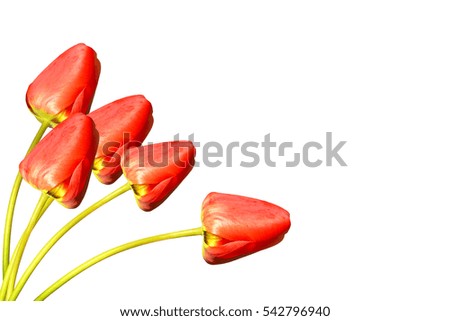spring flowers tulips isolated on white background. 