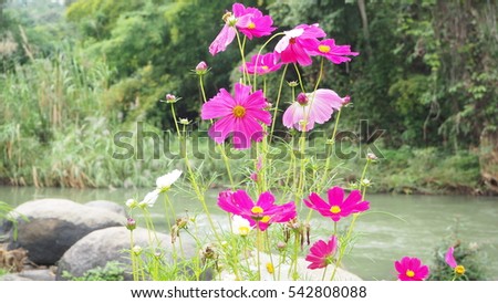 Background of pink flowers beside river