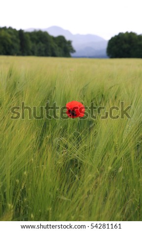 red poppy on the field of wheat