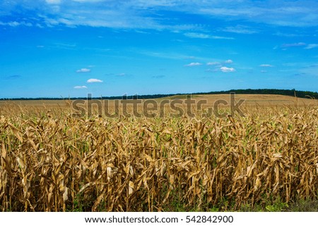 bright colorful corn field and blue sky