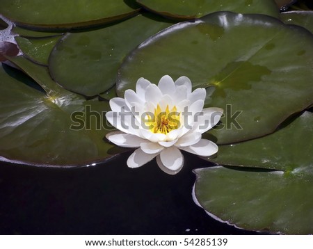 White Water Lily (Nymphaea alba) with Yellow Stamens