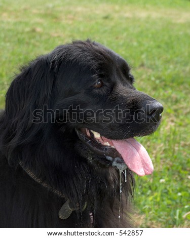 Newfoundland dog Royalty-Free Stock Photo #542857