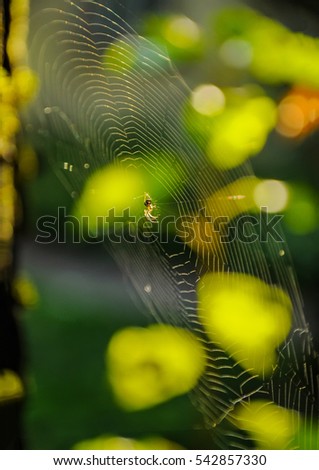 Web, beautiful arms of the spider hunter.