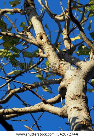 blur picture shallow DoF photo of tropical plant trees with green leaves dark brown branches in jungle taken from bottom view light blue sky bright background selective focus on white bark surface
