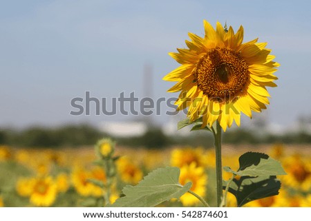 sunflower cultivation