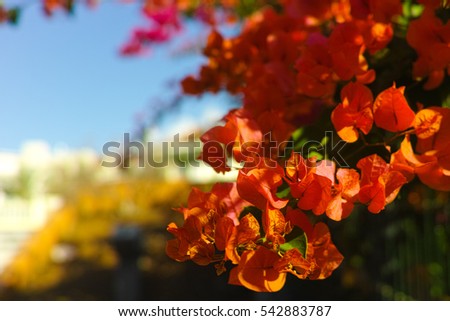Bright orange Bougainvillea plant flowers in sunlight