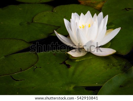 View of a blooming Water Lotus on the surface of a pond