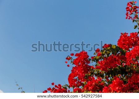 red flower and sky background