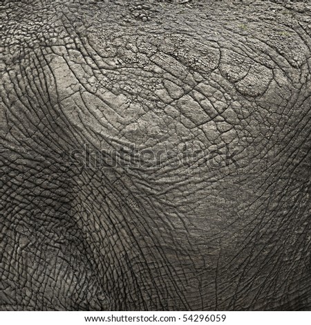 Close-up on an elephant hide Royalty-Free Stock Photo #54296059