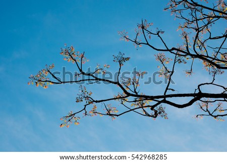 Art of tree in the sky