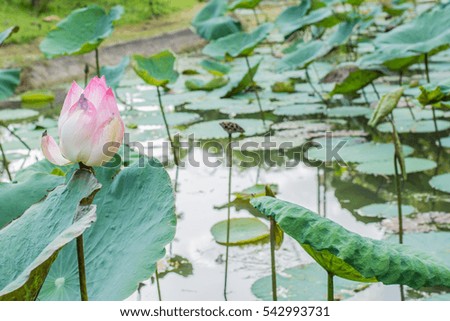 Beautiful lotus blooming in the pool