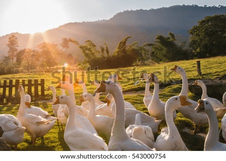 The beautiful of white goose with view of sunset in paradise with flare 