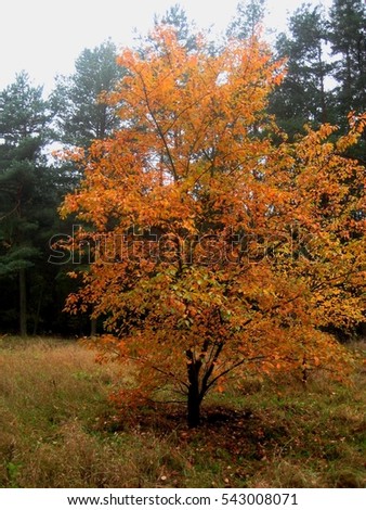 macro photos with landscape background bright autumn paints the foliage of trees as the source for design and art print