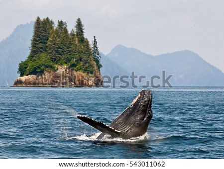 Humpbacks whale breaching jumping. Alaska. Royalty-Free Stock Photo #543011062