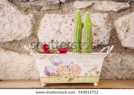 Small blooming cactus in colorful pot on wooden table