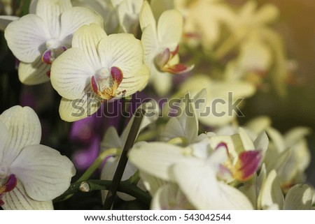 White Orchid with Morning Sunlight.