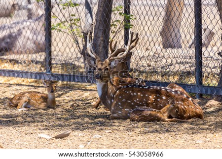 The chital or cheetal, also known as spotted deer or axis deer, is a deer found in the Indian subcontinent. They are a common prey for tigers and here you can see the animal watching for its enemy.