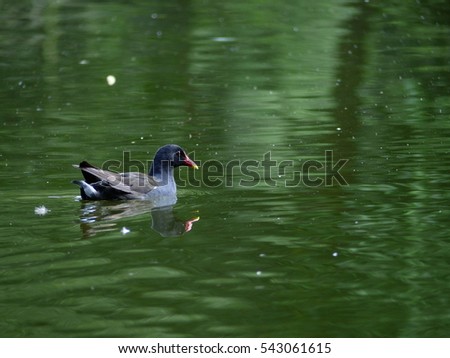 Blue duck swimming with green colored water. Peaceful and beautiful picture and nice background wallpaper showing wildlife. 