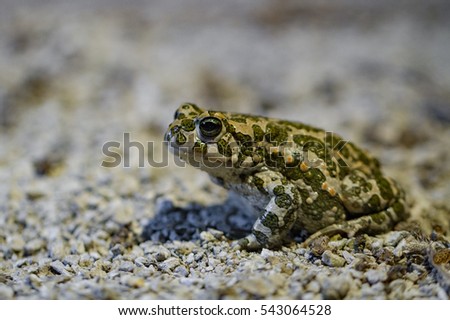 European green toad (Bufo viridis) in Limhamn limestone quarry, MalmÃ¶, Sweden. The species is very rare in Sweden, but there is made effort to rescue it by making usable ponds for it to breed.